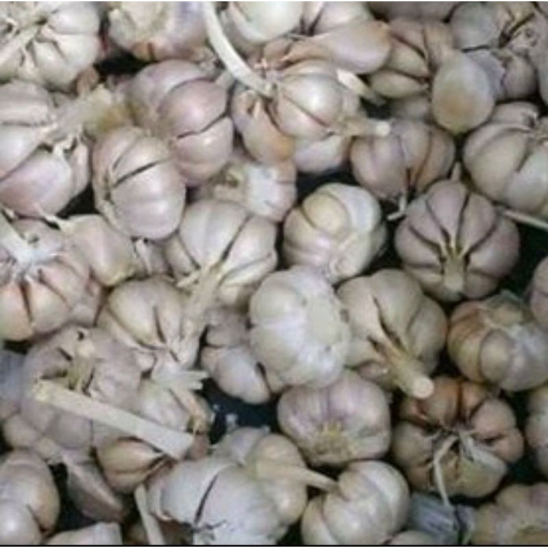 

bawang putih
