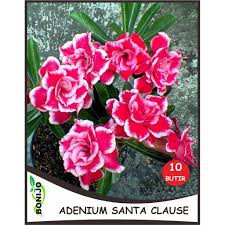 Adenium import bunga tumpuk kamboja jepang size A-3c