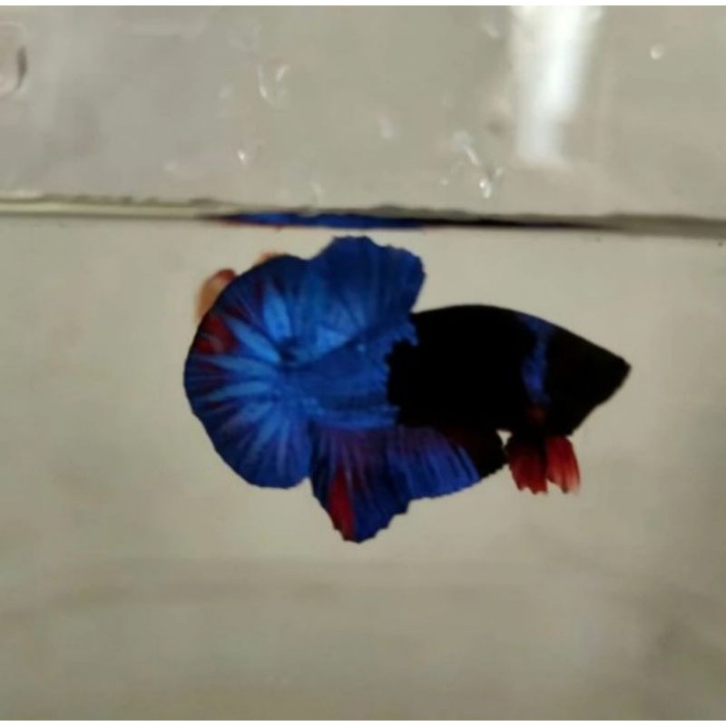 ikan cupang avatar blue black
