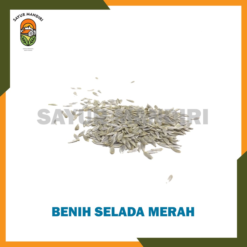 Benih Selada Merah Seribuan