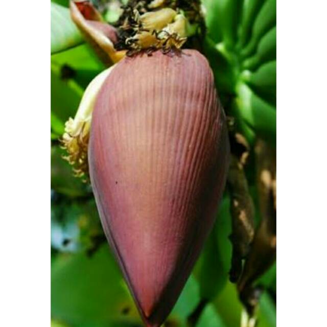 

Jantung pisang