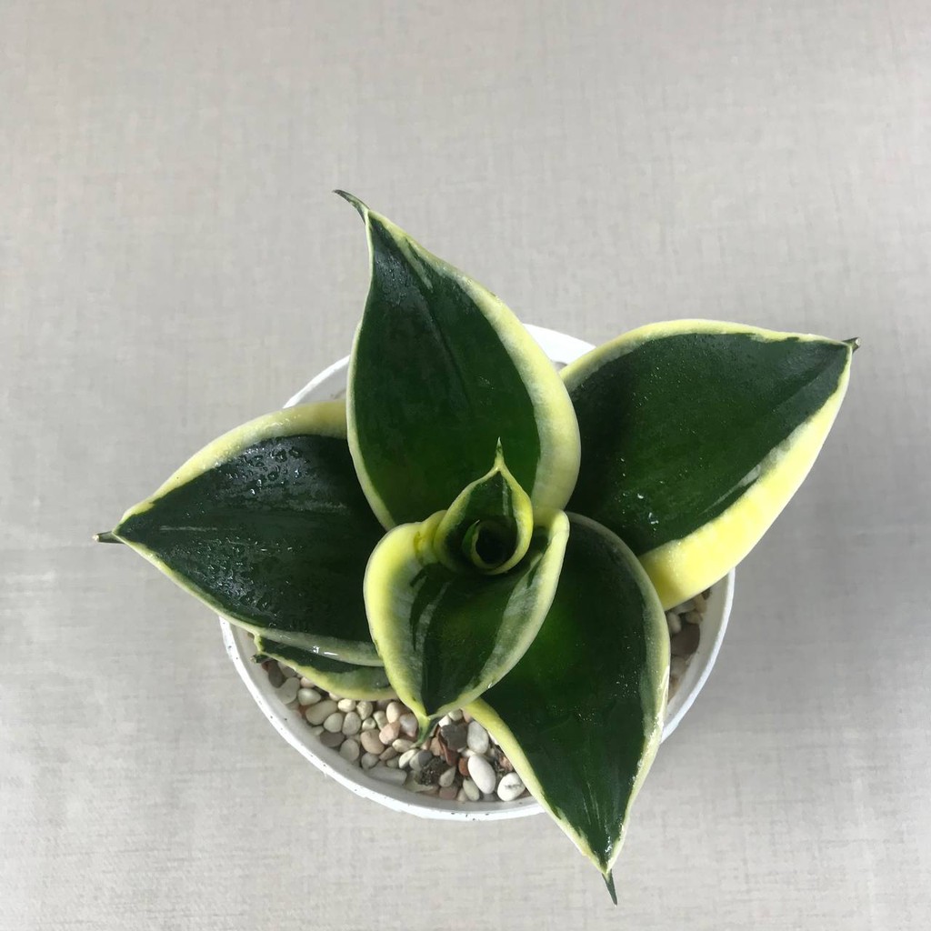 Sansevieria sansivera trifasciata pagoda, tanamam hias hidup, indoor