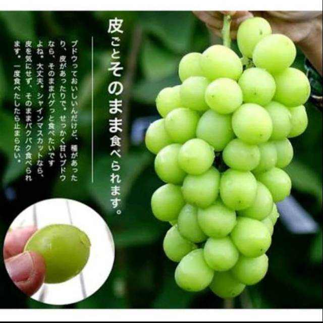 Bibit anggur import varietas SHINE MUSCAT