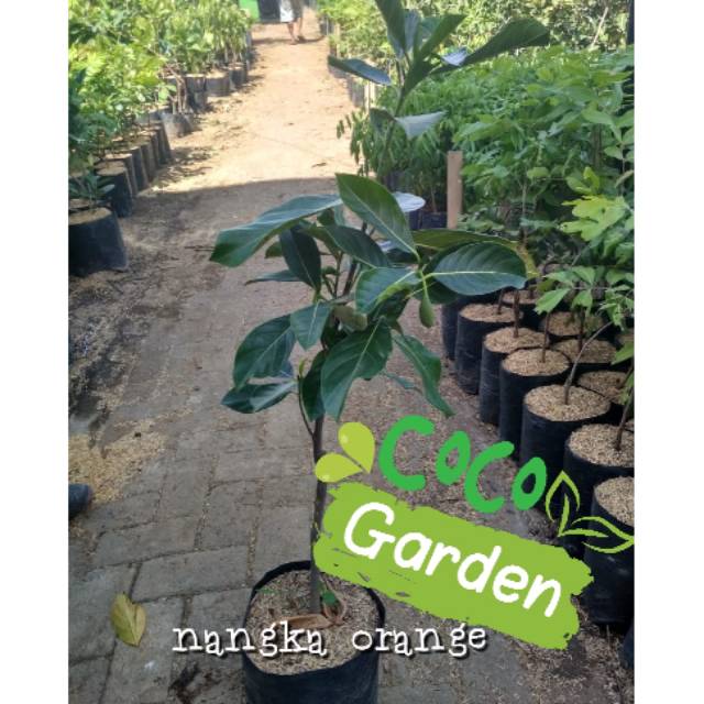 Bibit nangka orange
