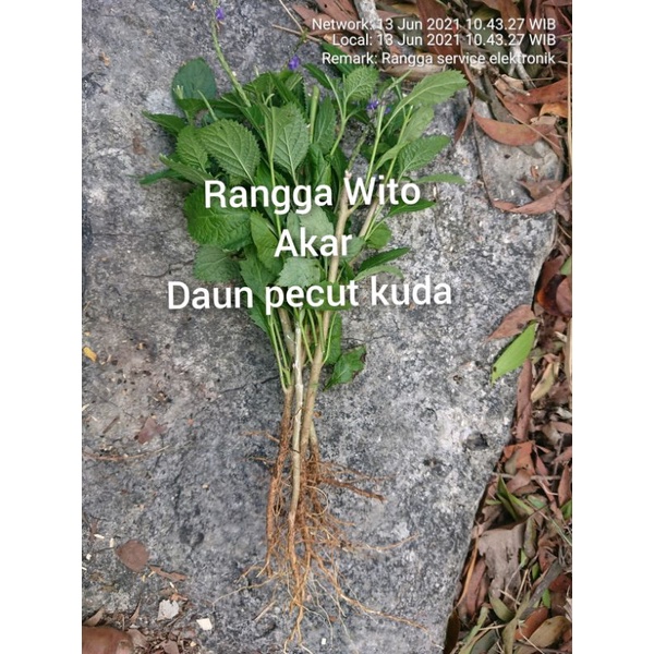 

500gr Tanamam herbal pecut kuda segar
