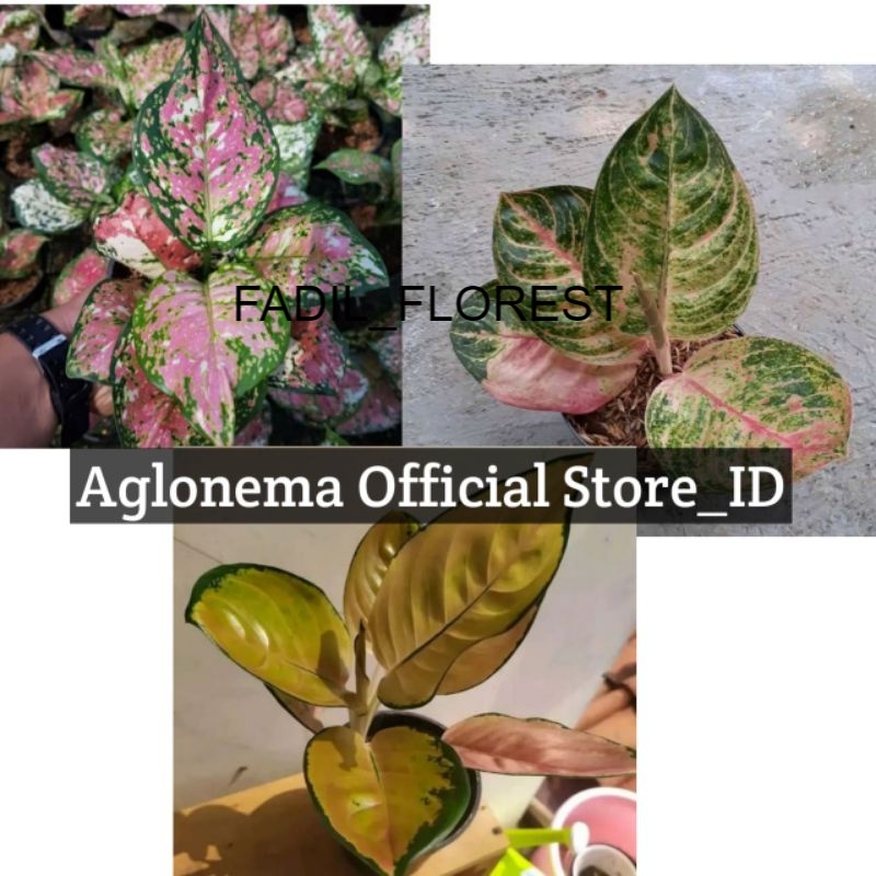 Paket 3 Aglonema Baby Tricolour,Denpasar Moon, Sultan Brunei SEED_AGLONEMA