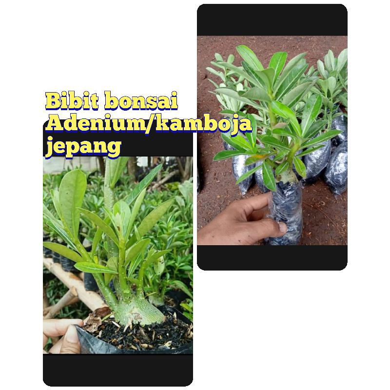 tanaman hias bibit bonsai adenium bonggol besar/tanaman hias adenium