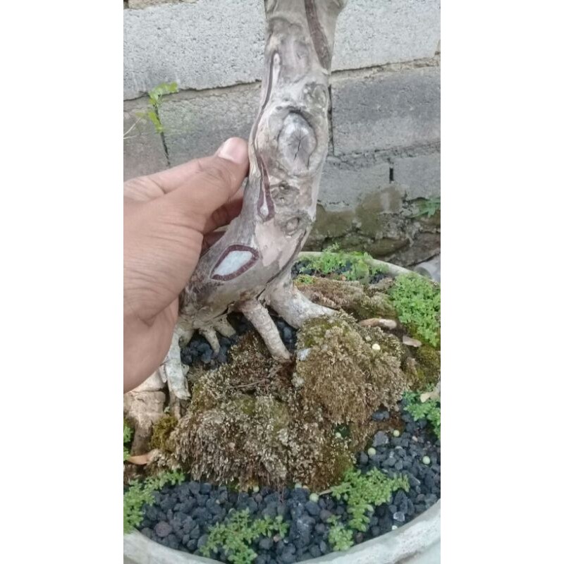 bonsai sianto / dewandaru