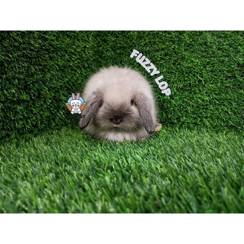 Kelinci Hias Fuzzy Lop, Fuzy Lop Warna Sable Lucu Imut Gemas Surabaya Good Quality