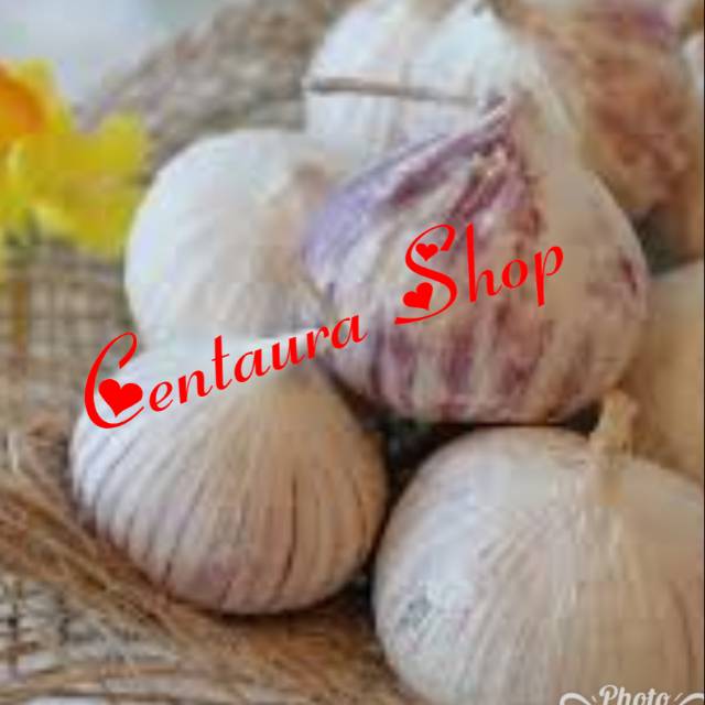 

Bawang Lanang / Bawang Tunggal Kwalitas Super Unggul 100gr