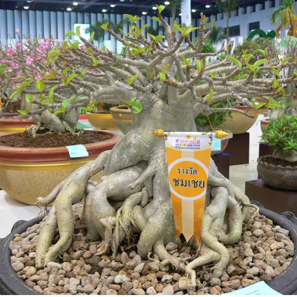 Bibit / Benih Biji Adenium BLACK THAISOCO Arabicum Thai Soco Cocok Untuk Bonsai isi 10 Biji