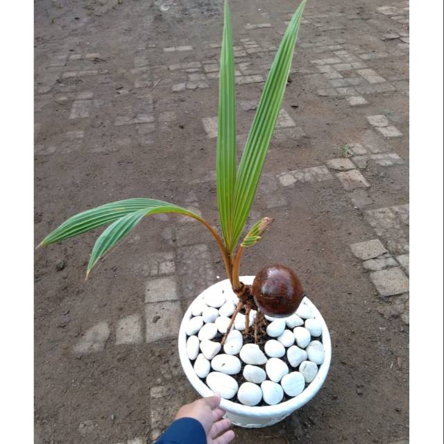 Pohon kelapa bonsai terbaik