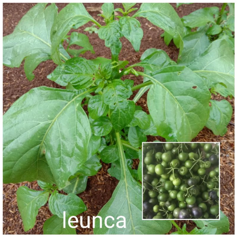 beli2 gratis 1 bibit tanaman leunca bibit pohon leunca
