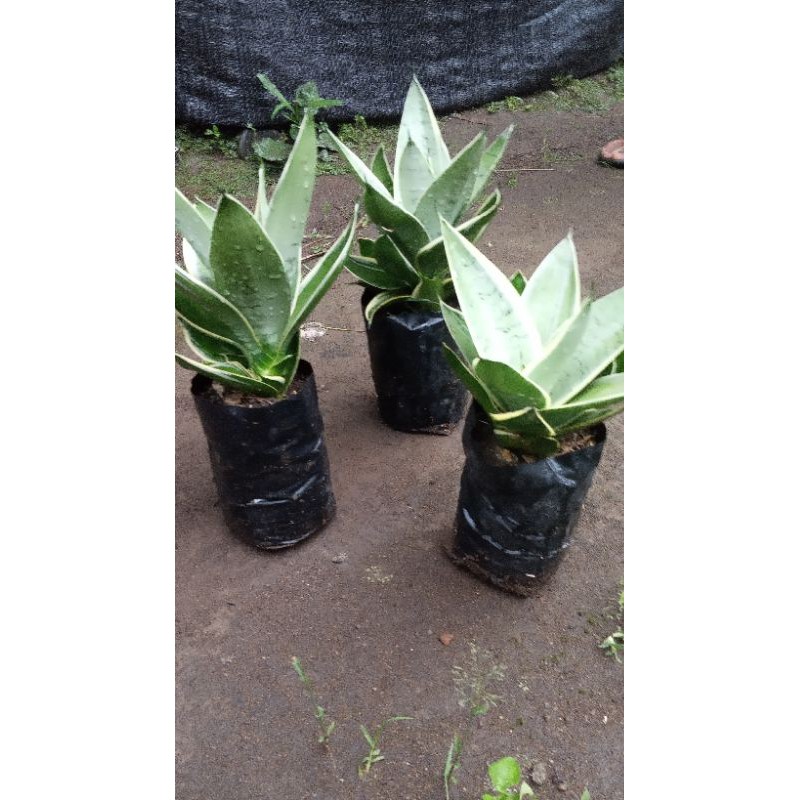 sansievieria mini hahni cream (jumbo).