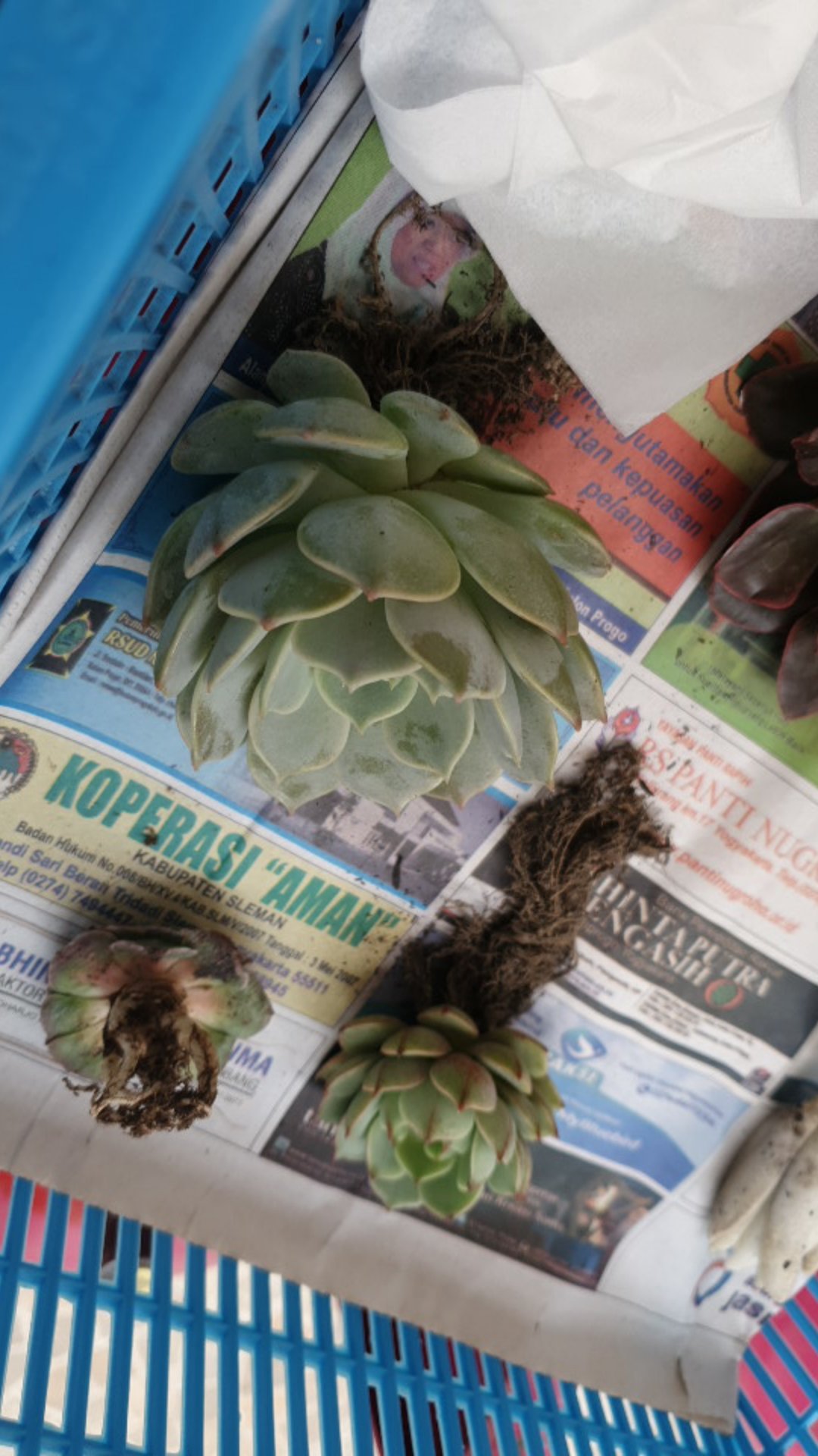 Sukulen // Echeveria Lola