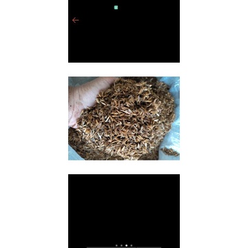 Sekam mentah fermentasi / sekam padi siap pakai