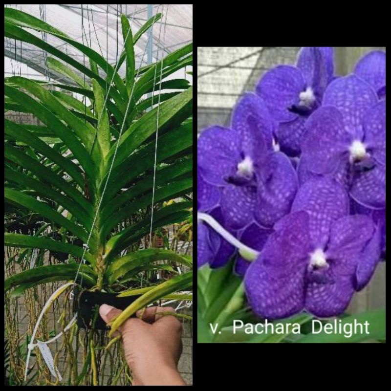 ANGGREK VANDA DEWASA PACHARA DELIGHT