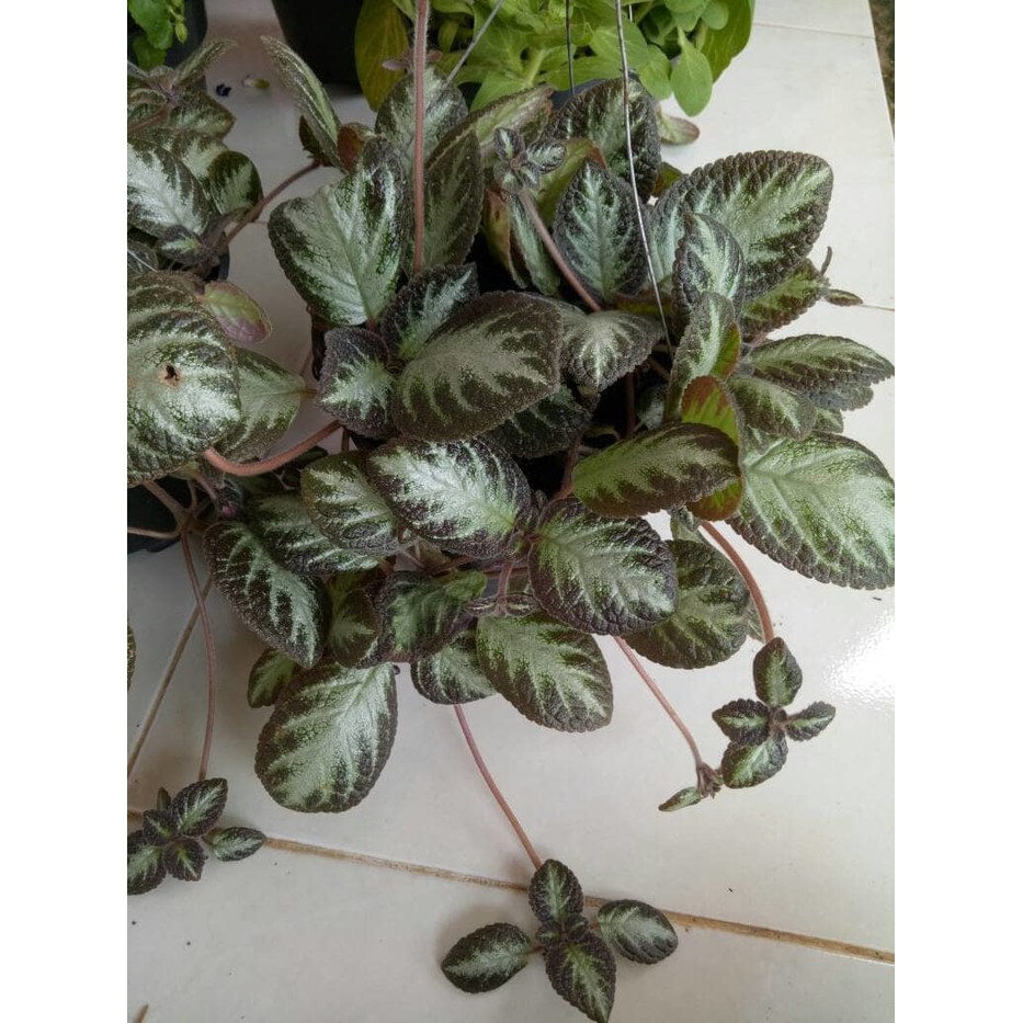 tanaman bunga episcia cupreata/daun beludru