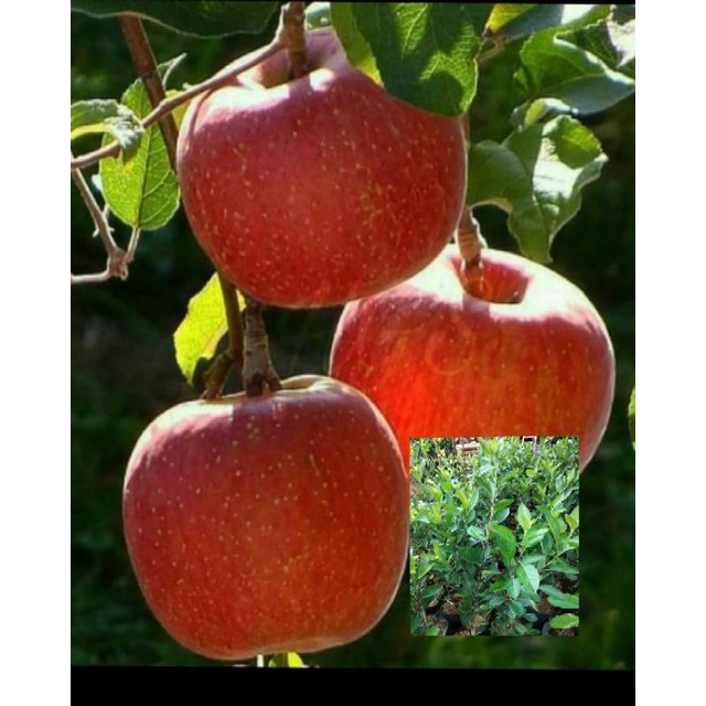 bibit tanaman buah apel fuji hasil cangkok cepat berbuah di pot
