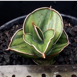 Sanseviera Samurai Dwarf Varigata Lapis / Sansivera