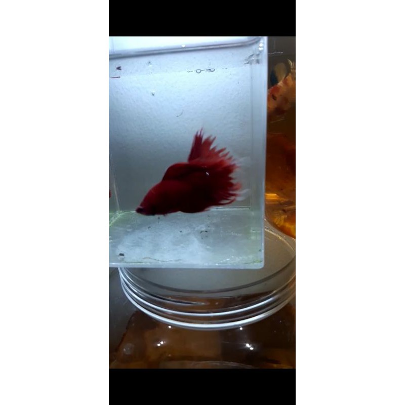 Halfmoon super red Double tail