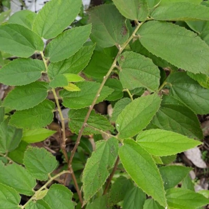 

DAUN KERSEN\DAUN TALOK\DAUN CERI HERBAL ALAMI SEGAR DAN FRESH 300gr