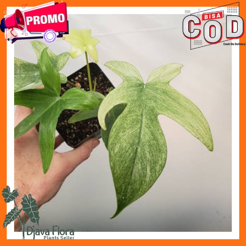 Tanaman Hias Philodendron Florida Ghost Mint / Florida Ghost Mint Size Besar / Philodendron Florida 