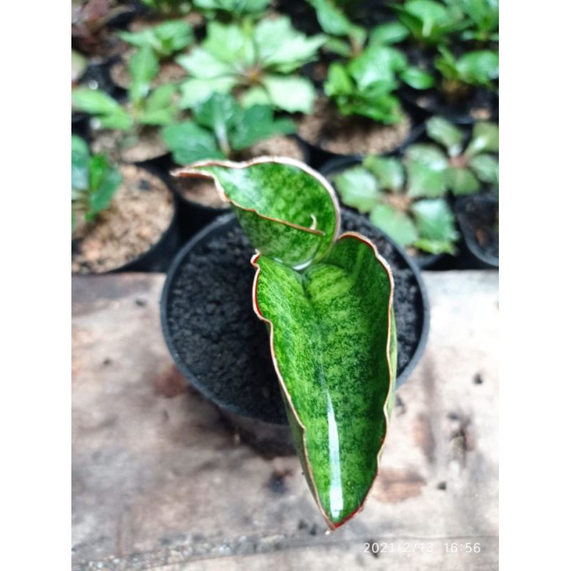 Tanaman hias mini sansevieria / sansivera sinus zimbabwe kecil