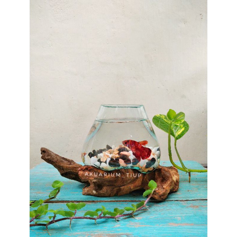 AKUARIUM IKAN CUPANG SIZE M / AQUASCAPE / AQUARIUM UNIK AKAR KAYU