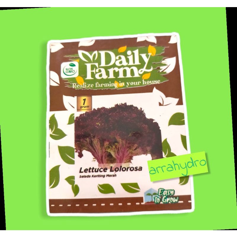 bibit benih lettuce lolorosa/selada keriting merah