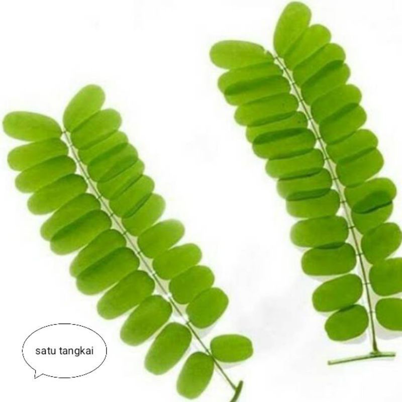 

Daun Saga Segar Herbal 30 Tangkai