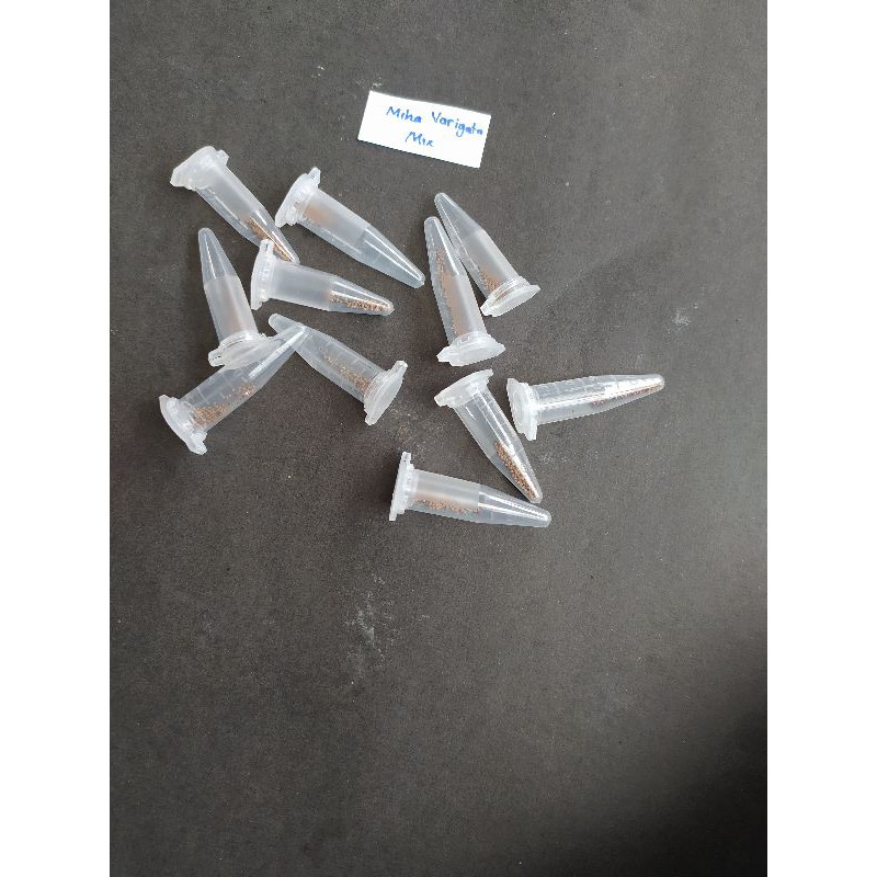 Paket semai biji kaktus Gymno Miha Variegata