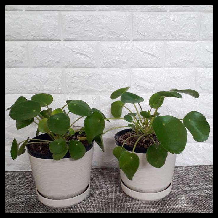 Tanaman Hias Philea Peperomioides/Philea/ Tanaman Cantik