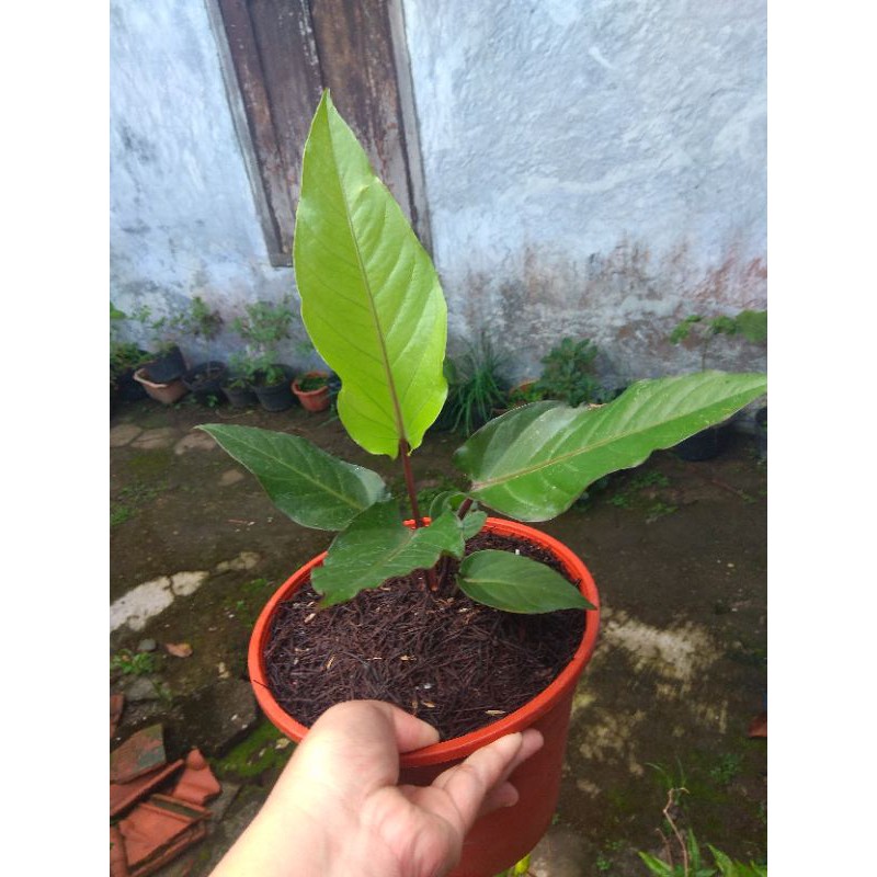 

black silvit