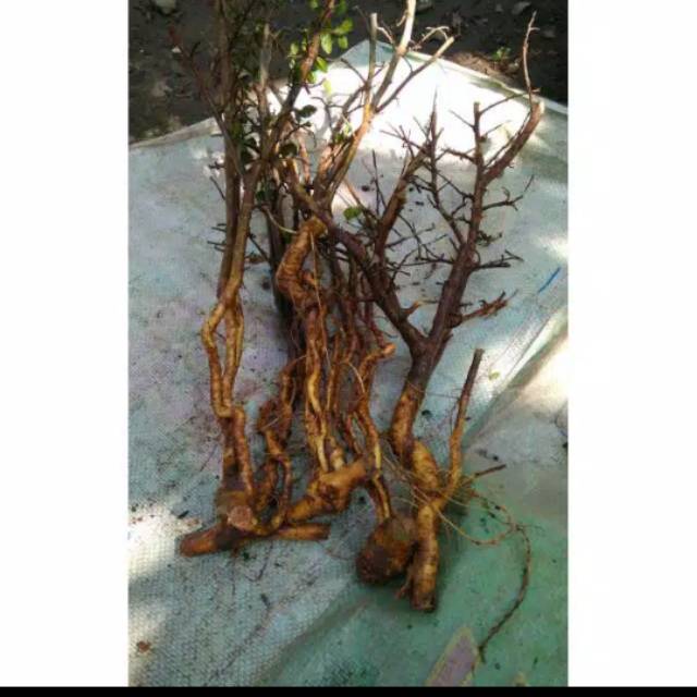 Bonsai serut grouping/bahan bonsai grouping serut