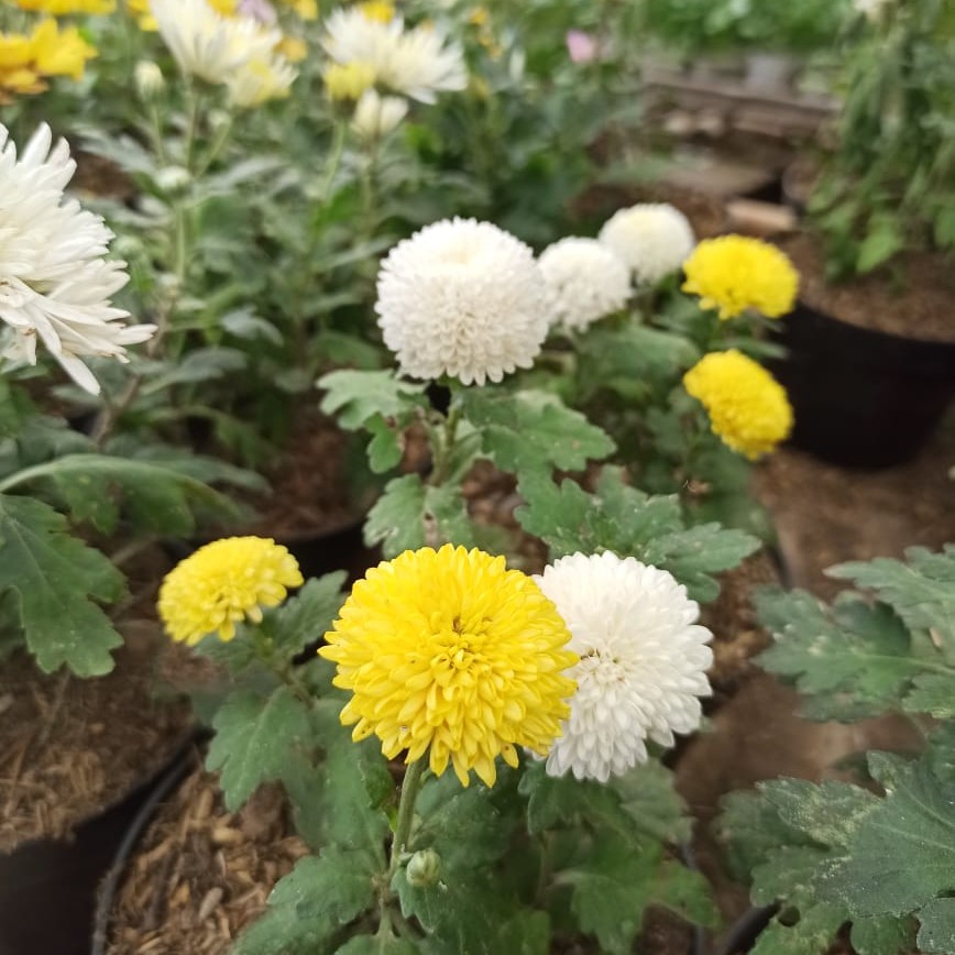 bunga krisan pom pom (Chrysanthemum Pompoms)
