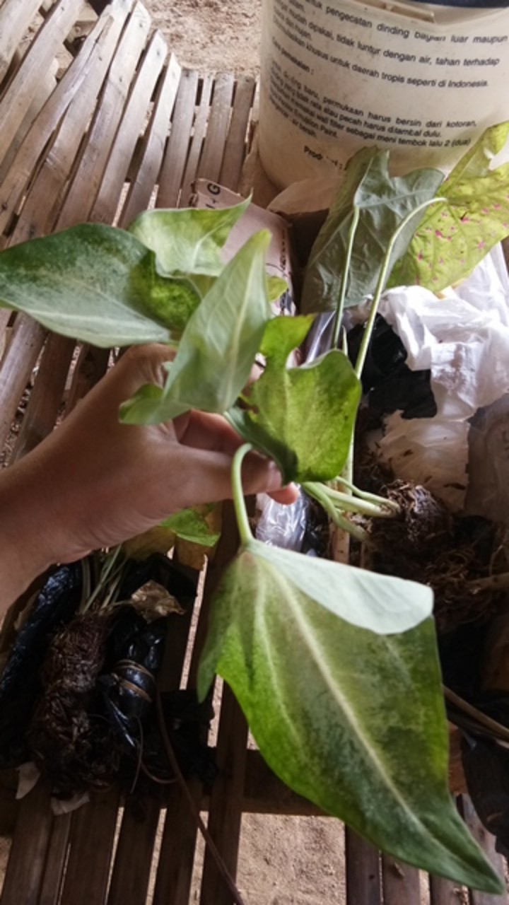 Tanaman Hias Tisu Wayang Cantik Tanaman Hias