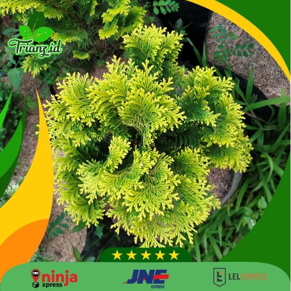 bonsai cemara inoki kipas besar/tanaman hias inoki besar