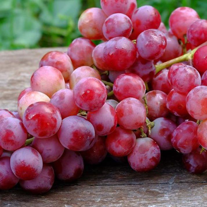 Kuy Pakai Barang Ori Bibit anggur merah import cepat berbuah NAR7