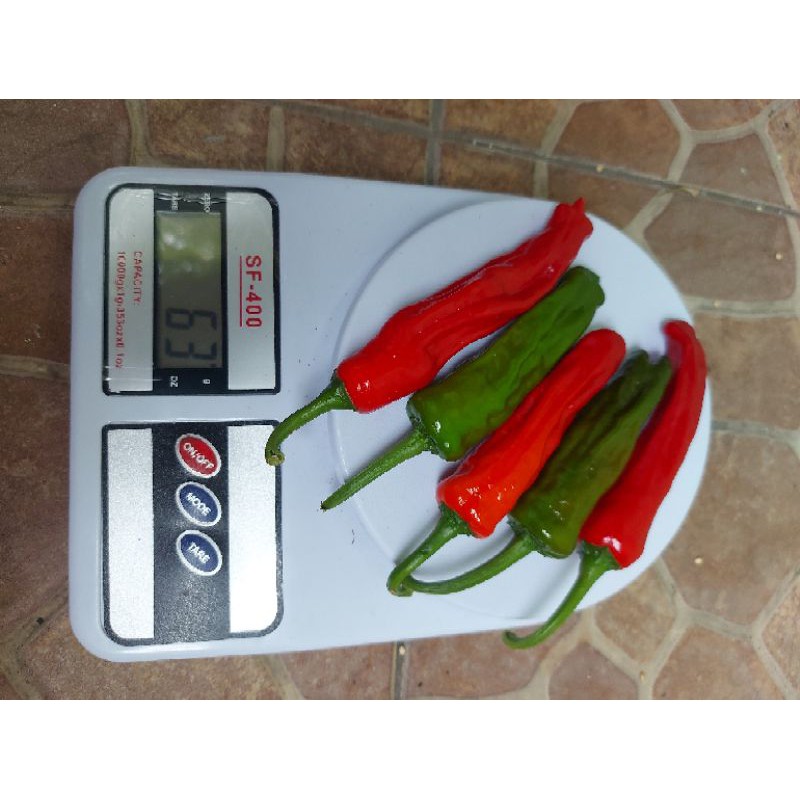 

Biji Cabe Jepang Shishito isi 100 butir