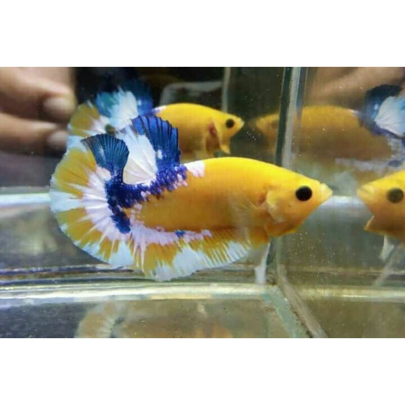ikan cupang yellow fancy strong collor