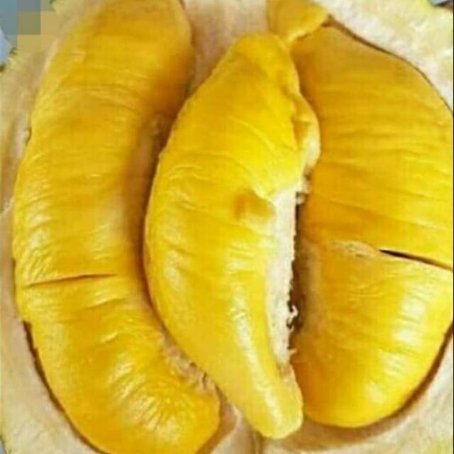 

Bibit durian simas jumbo