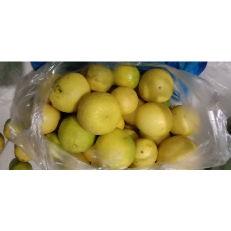 

Jeruk nipis hasil panen sendiri