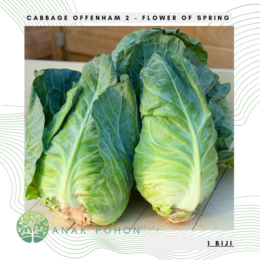 Benih Bibit Biji - Cabbage Offenham 2 - Flower of Spring - Kubis Hijau Cuciwis Seeds - IMPORT