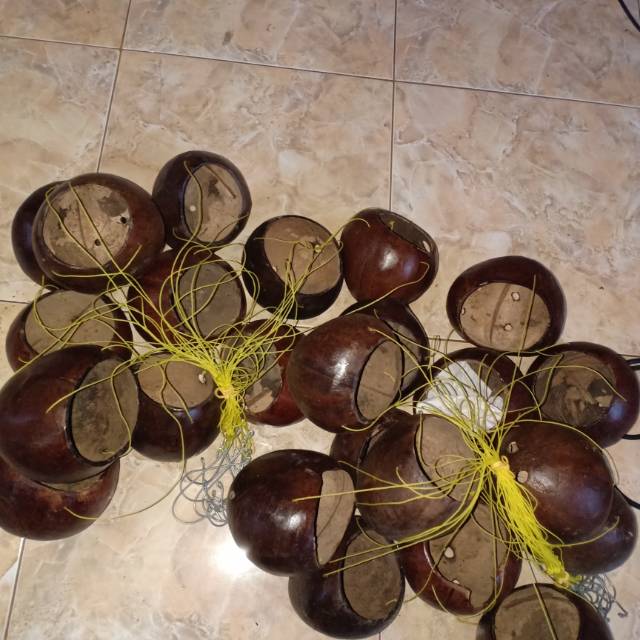 pot batok kelapa pot anggrek Shopee Indonesia pot batok kelapa pot anggrek Shopee Indonesia