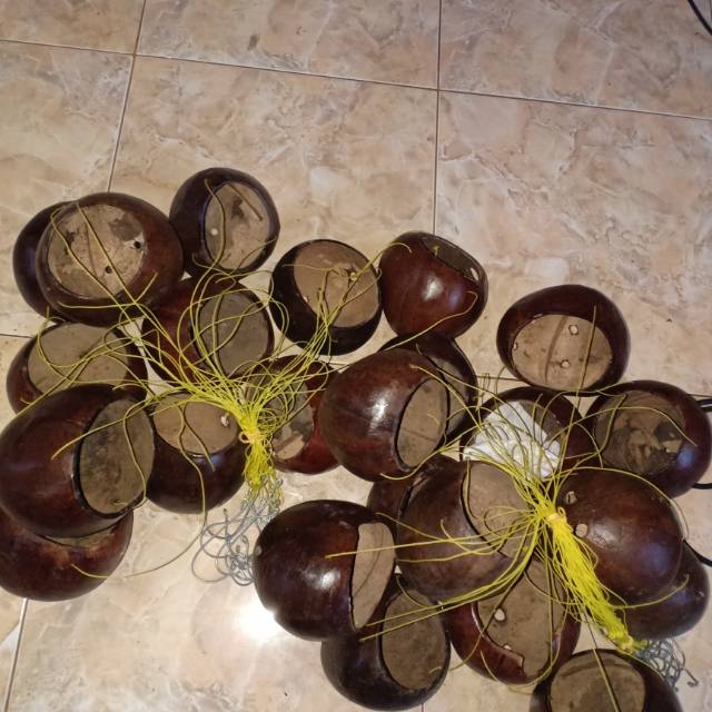  pot batok kelapa pot anggrek  Shopee Indonesia