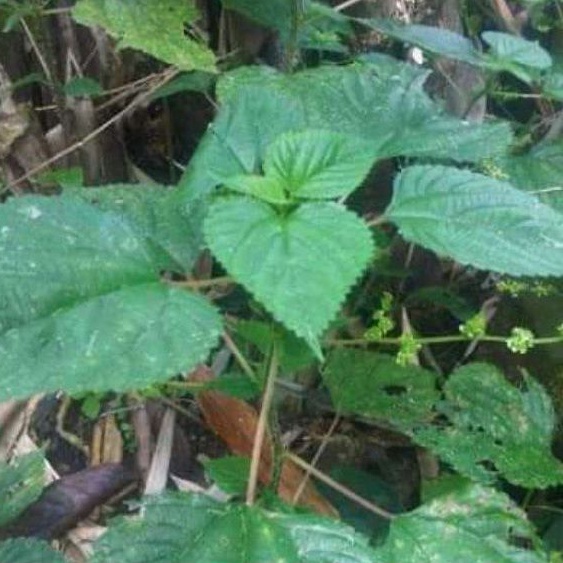 

Daun Jelatang Segar Daun Gatal paket 250 gram