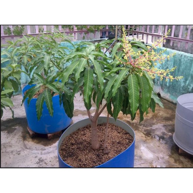 Tanaman Mangga Kiujoy drum