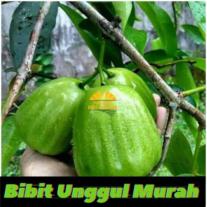 bibit tanaman jambu air kiojok super manis