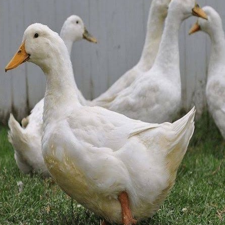 TELUR BEBEK PEKING UNTUK DITETASKAN FERTIL ASLI